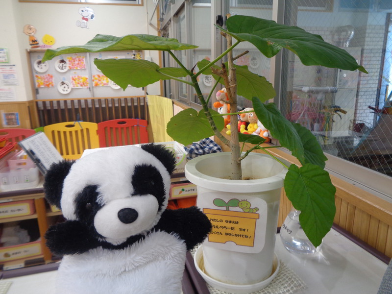 ウンベラータさんが部屋に戻ってきたよ🍃