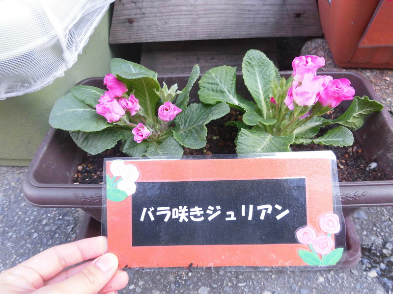 バラ咲きジュリアンが仲間入り🌹