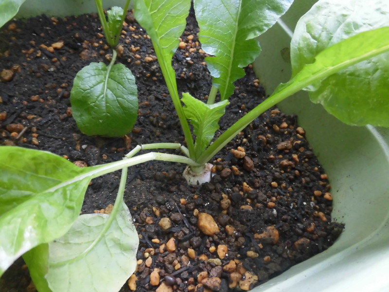 大根の頭が見えていますよ👀✨