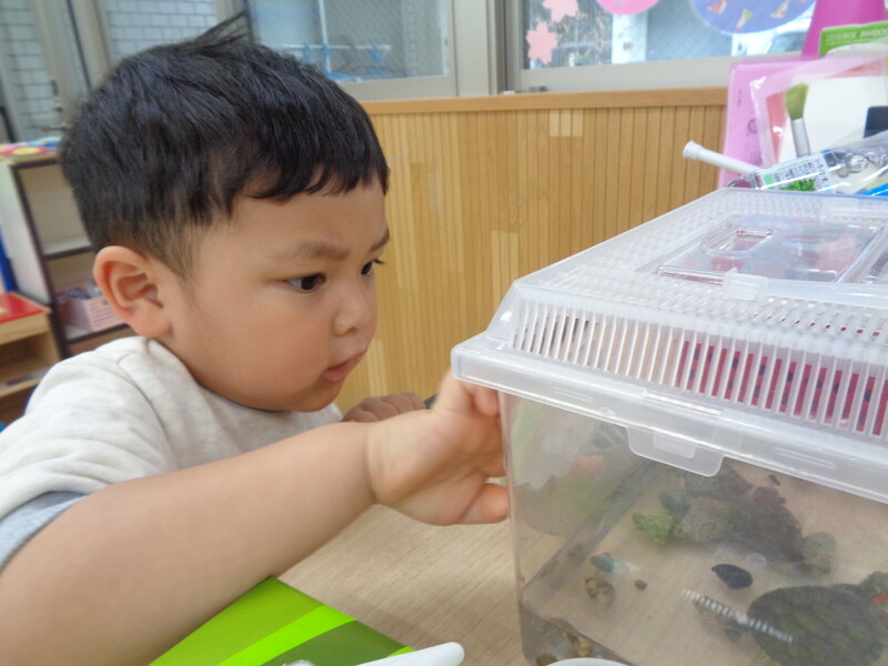 かめさんおはよう〜🐢