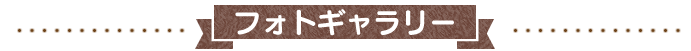 フォトギャラリー