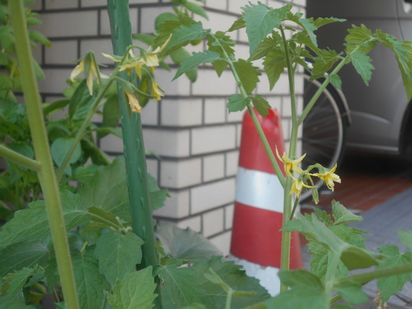 かわいい黄色の花🌸