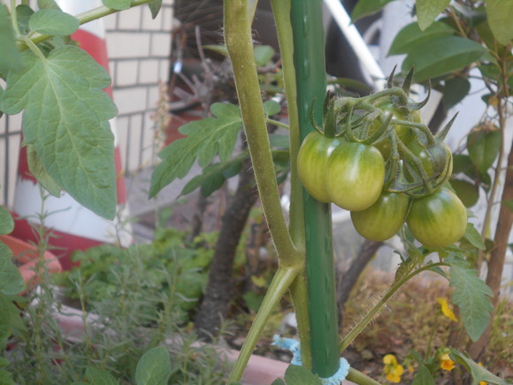 立派な実をつけました！