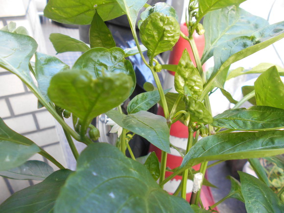 つぼみがいっぱい！